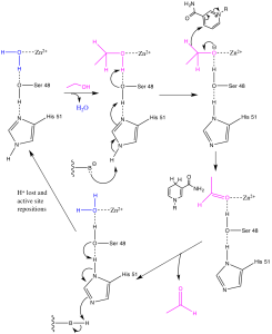 dehydrogenase mechanism metabolism