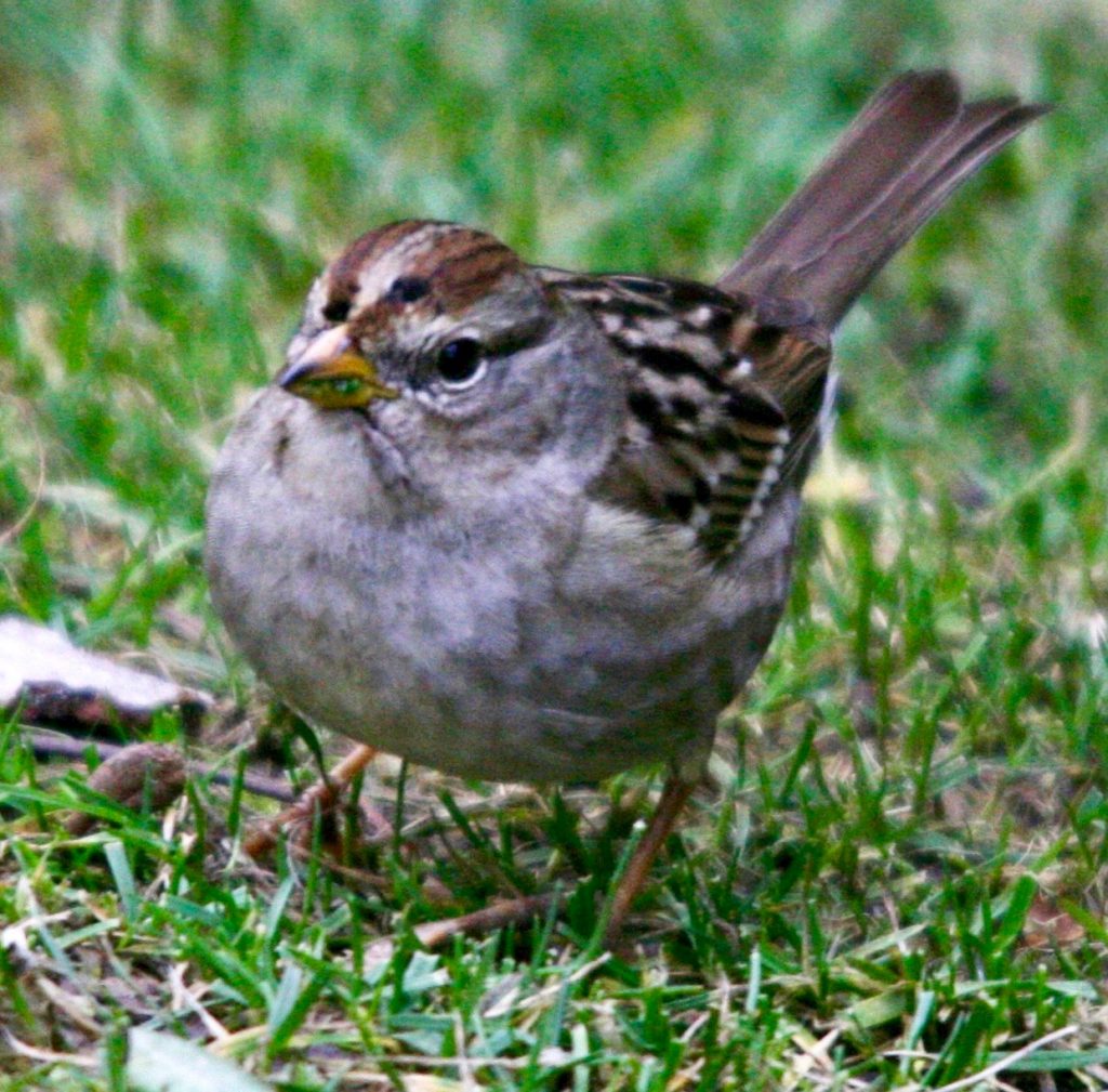 White Crowned Sparrow