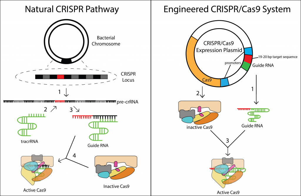 Crispr Cas Based Genome Editing Of Human Cells Synthesis Based