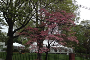 President's Lawn