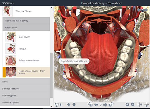 3d Head And Neck Anatomy For Dentistry.zip