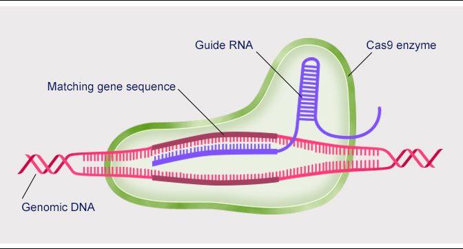 CRISPR Interference Battle: Still Duking It Out?