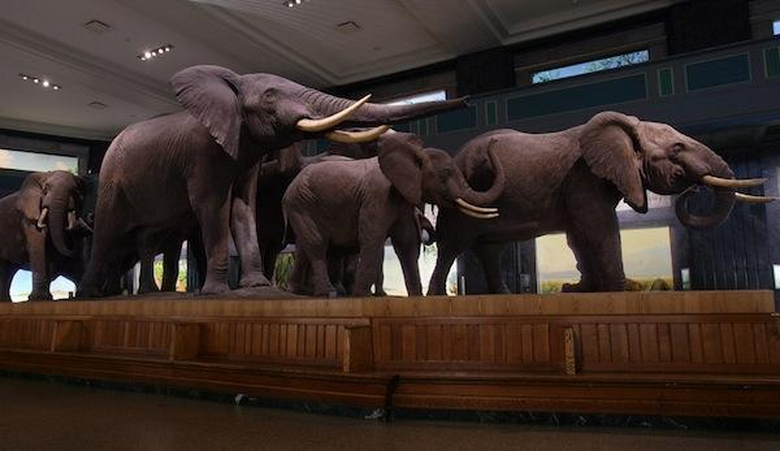 Akeley’s improved technique on display in his 1920 “African Elephant Group” mount at the American Museum of Natural History