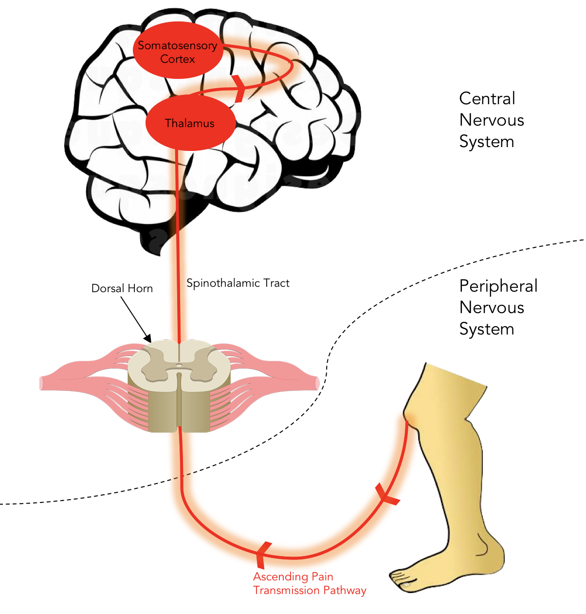 Pain Transmission Pathway Opioid Peptides