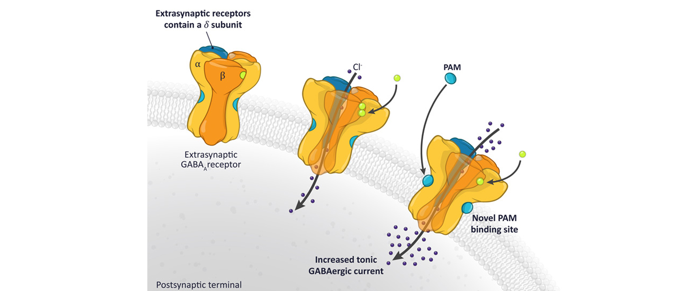 GABA A Receptor Pathway The Biochemistry Of Sleep