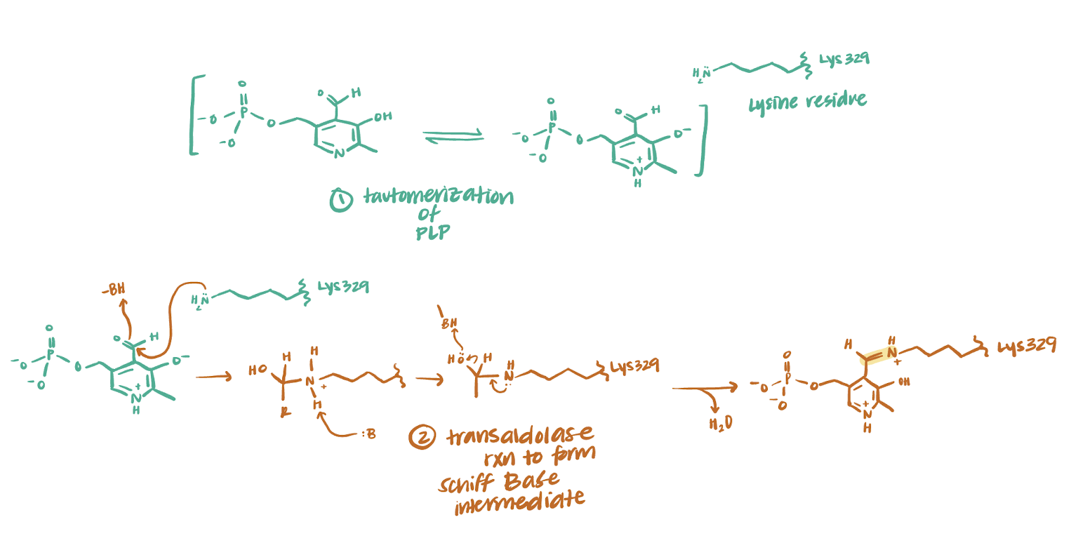 Gaba Transaminase Gaba T Mechanism The Biochemistry Of Sleep