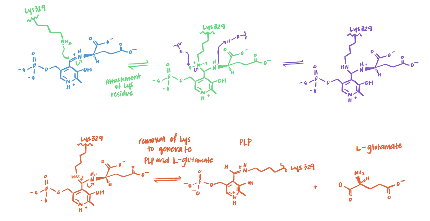 Gaba Transaminase Gaba T Mechanism The Biochemistry Of Sleep