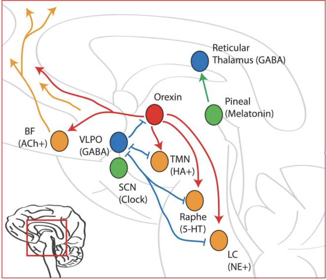 Drugs That Target Gaba Receptors The Biochemistry Of Sleep