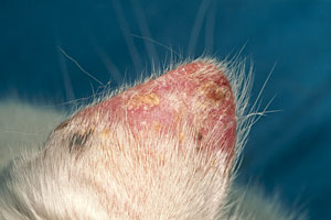 Squamous cell carcinoma on a cat's ear