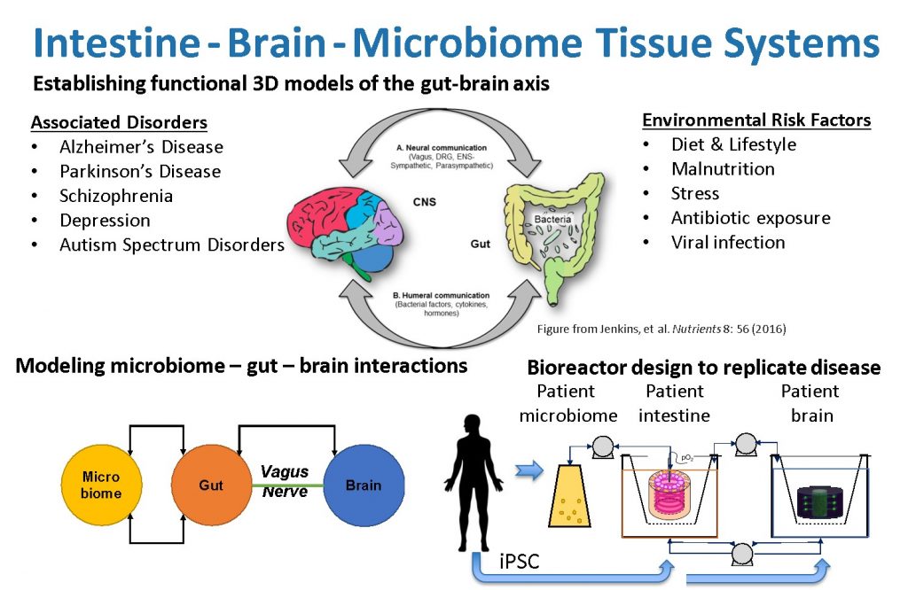 Gut-Brain Axis – Initiative Neural Science, Disease & Engineering