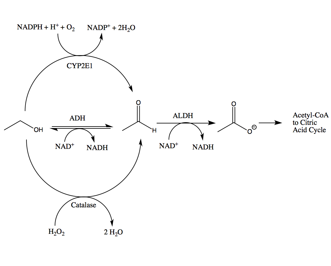 Acetaminophen And Alcohol Metabolism