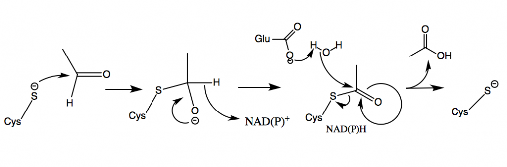 Aldehyde Dehydrogenase – Alcohol Metabolism