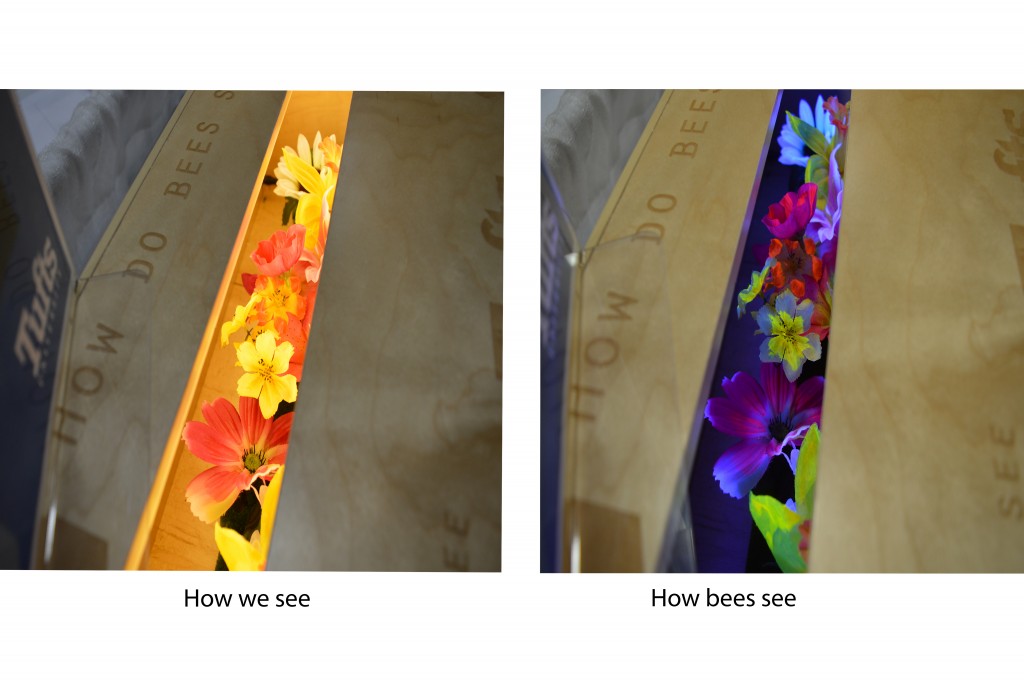 How Bees See