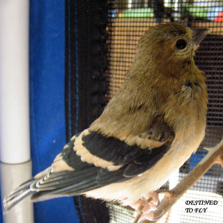 Baby Birds – A Site To Help You With Identification