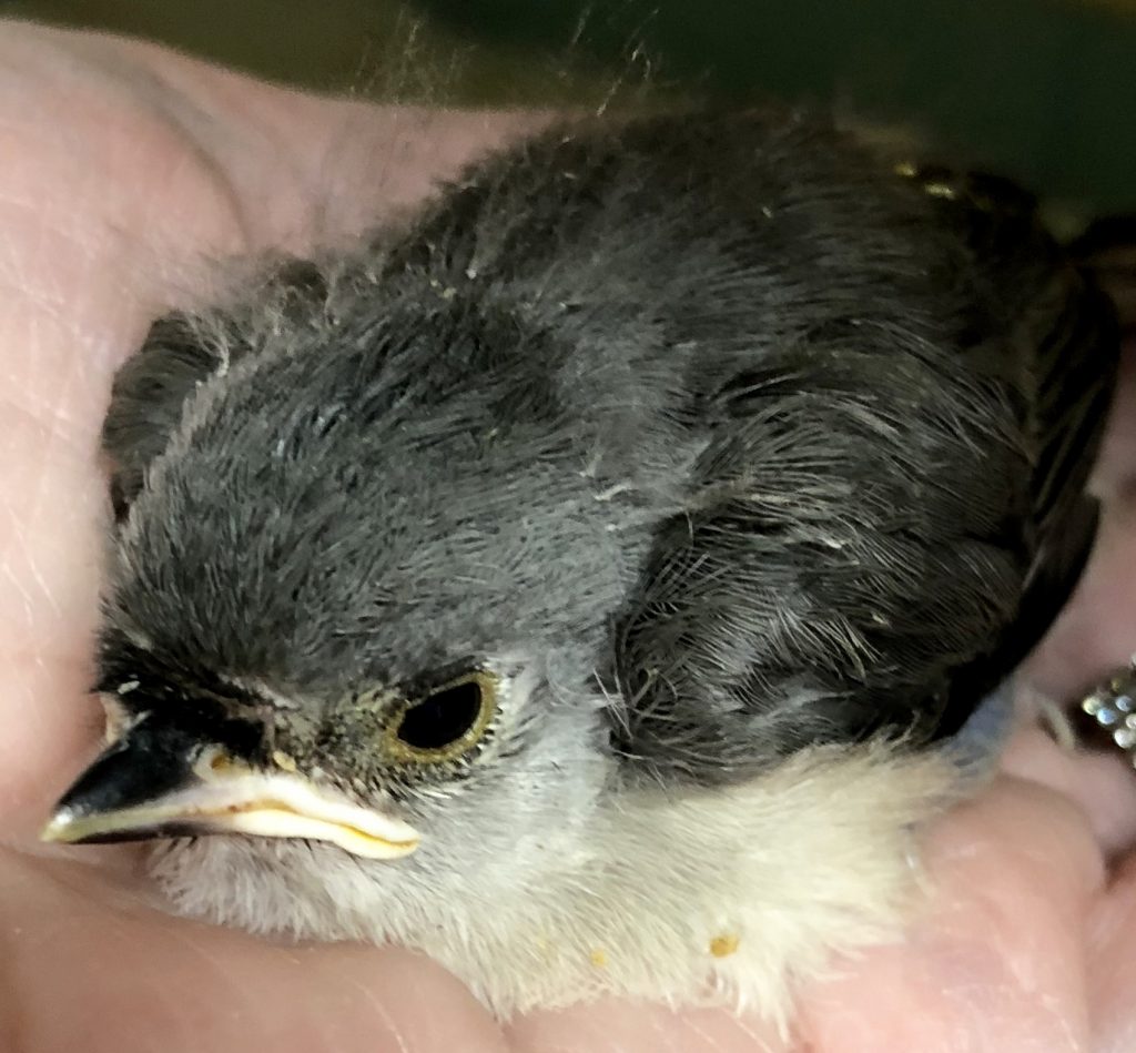 Tufted Titmouse