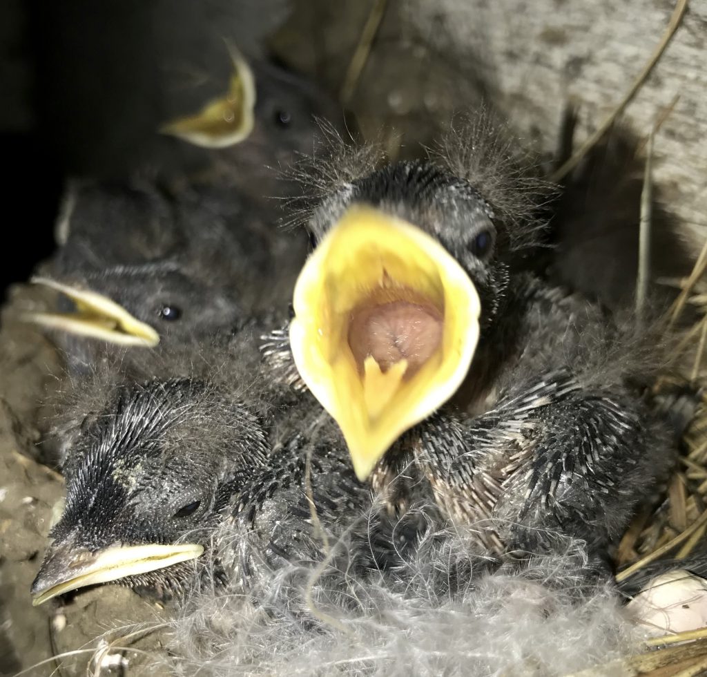 Barn Swallow