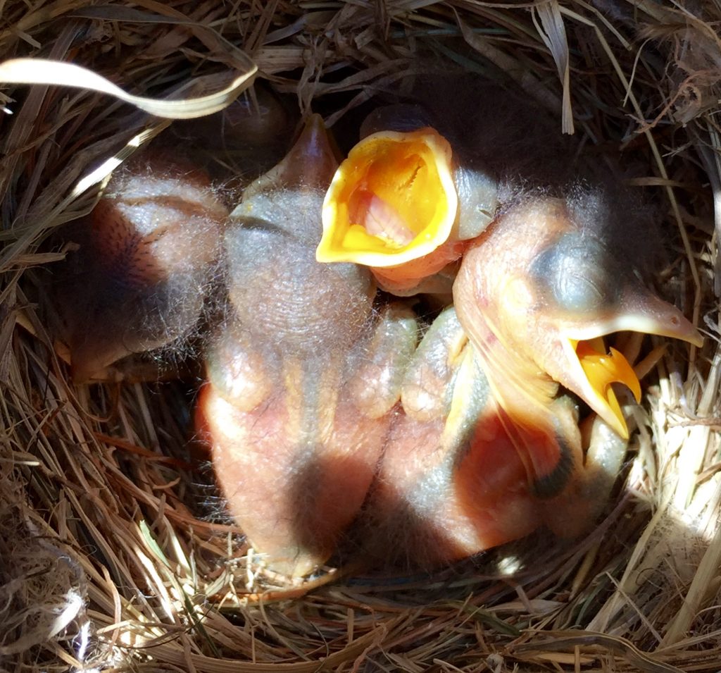 Eastern Bluebird