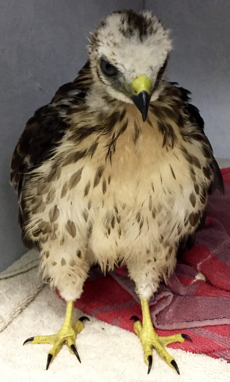 Broad-winged Hawk