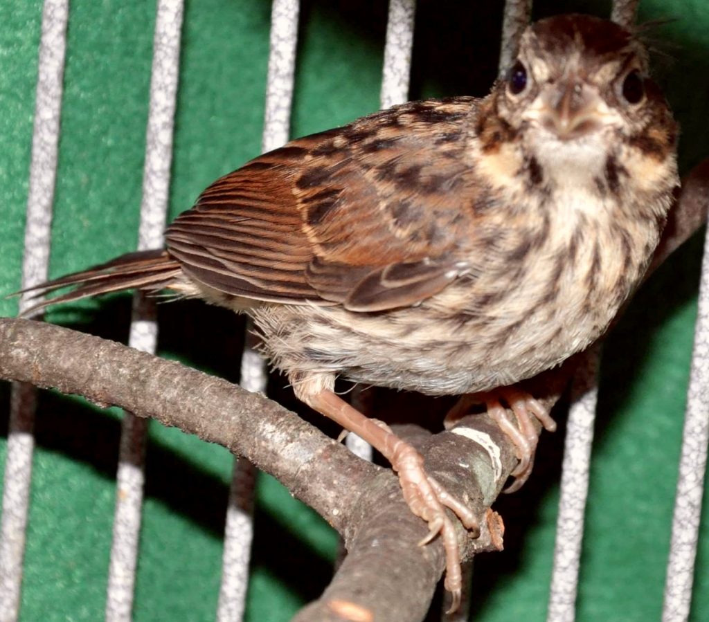 Song Sparrow