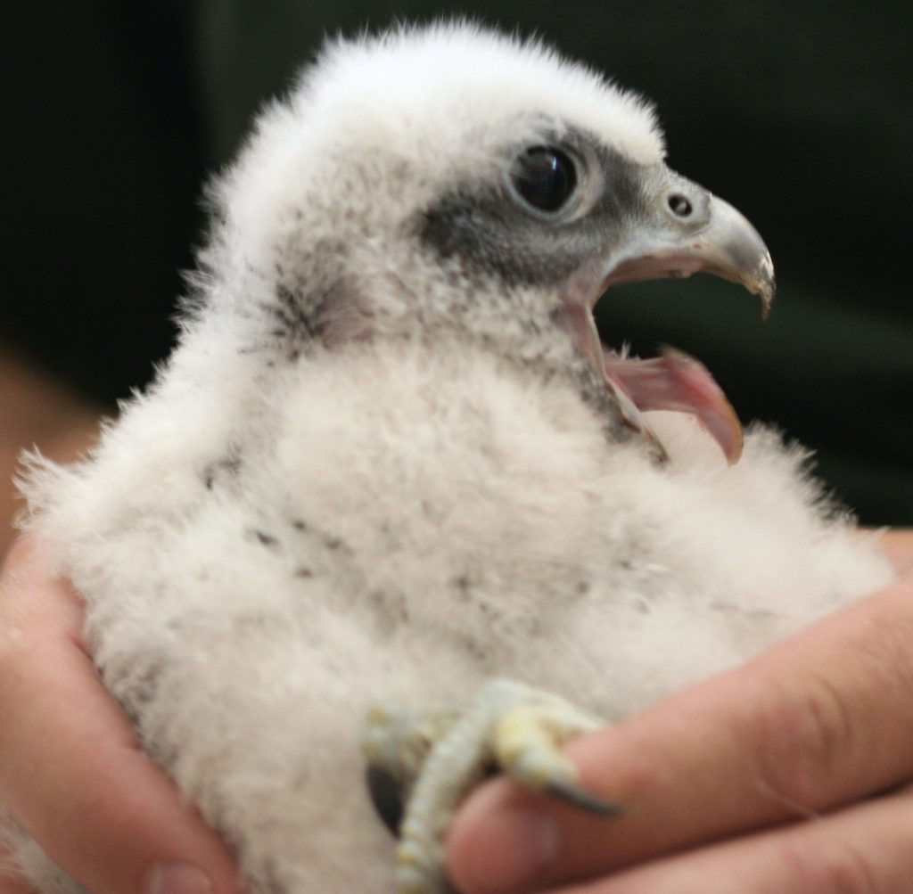 Peregrine Falcon