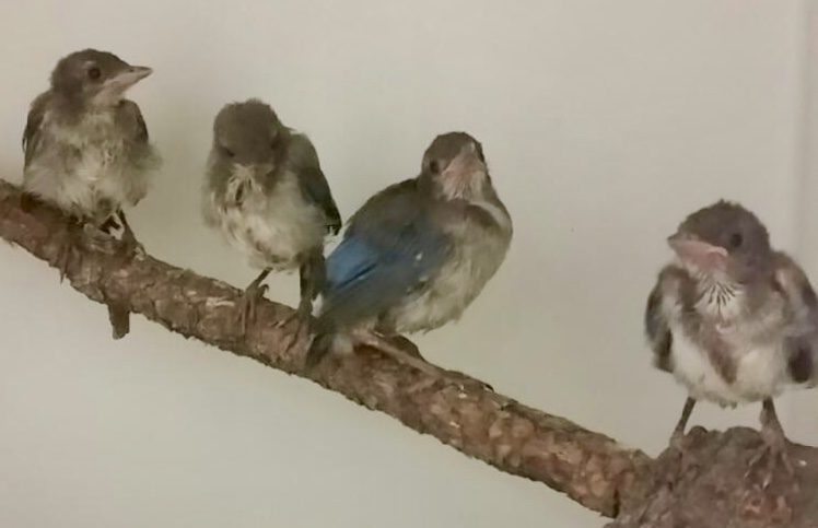 Fledgling western scrub jay