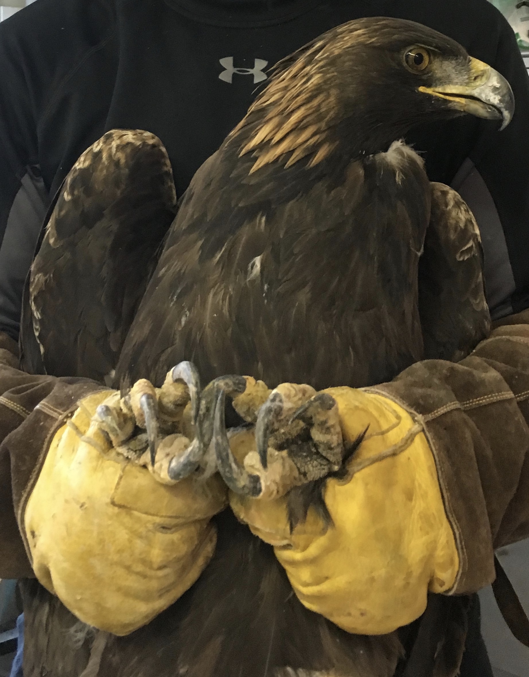 golden eagle bird size