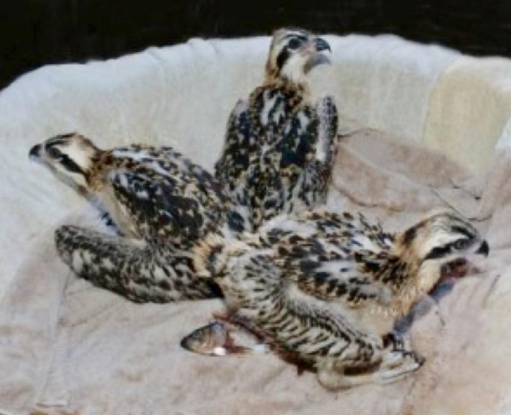 ospreys baby kit