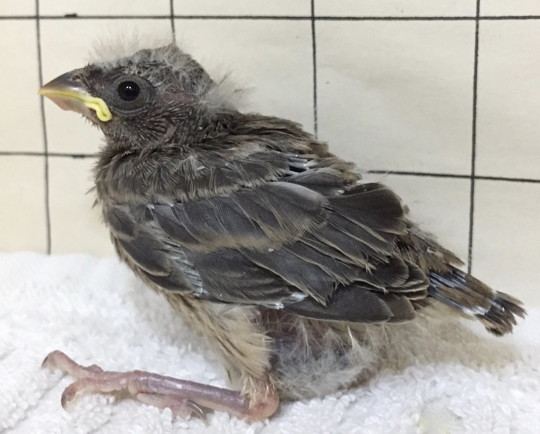 owl finch babies fostered by society finches