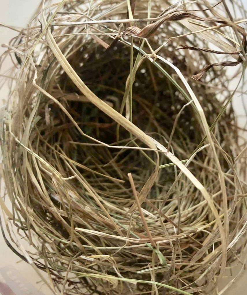 Song Sparrow