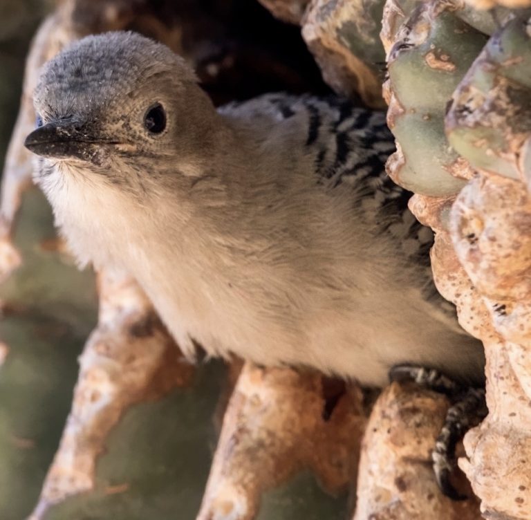 Gila Woodpecker