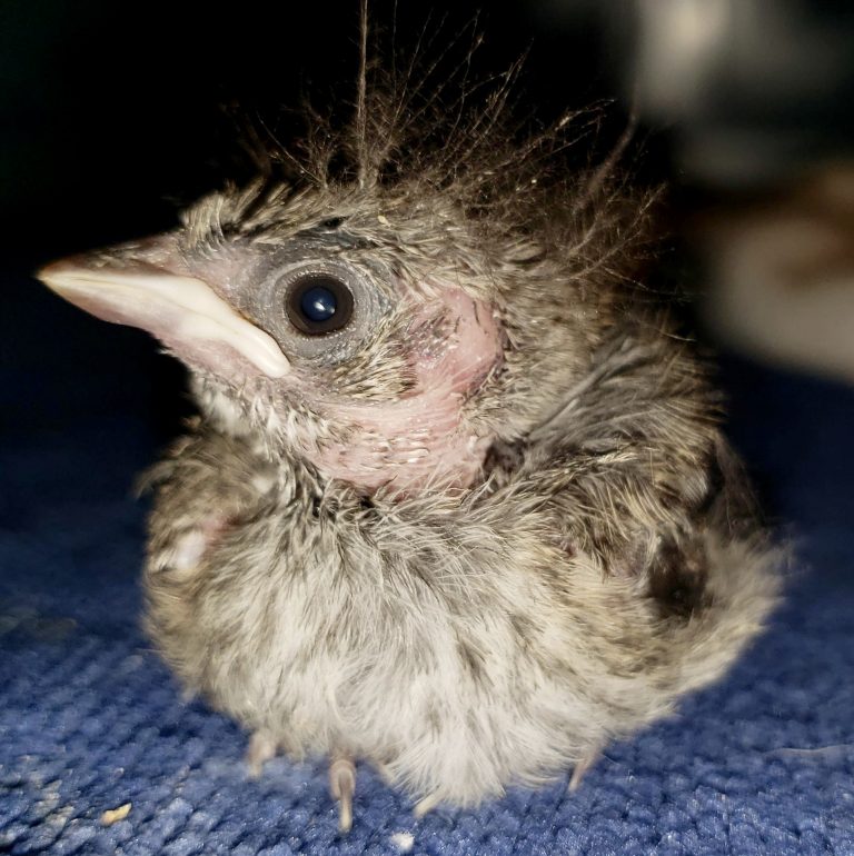 Baby Birds – A Site to Help You With Identification