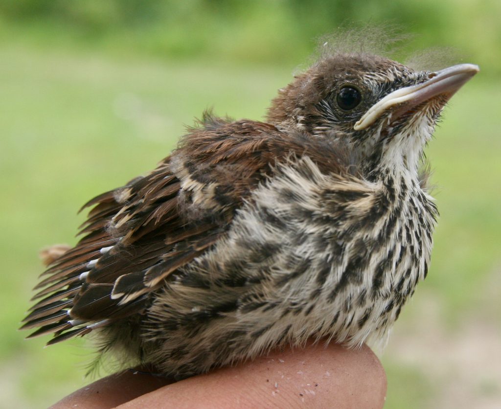 Brown Thrasher