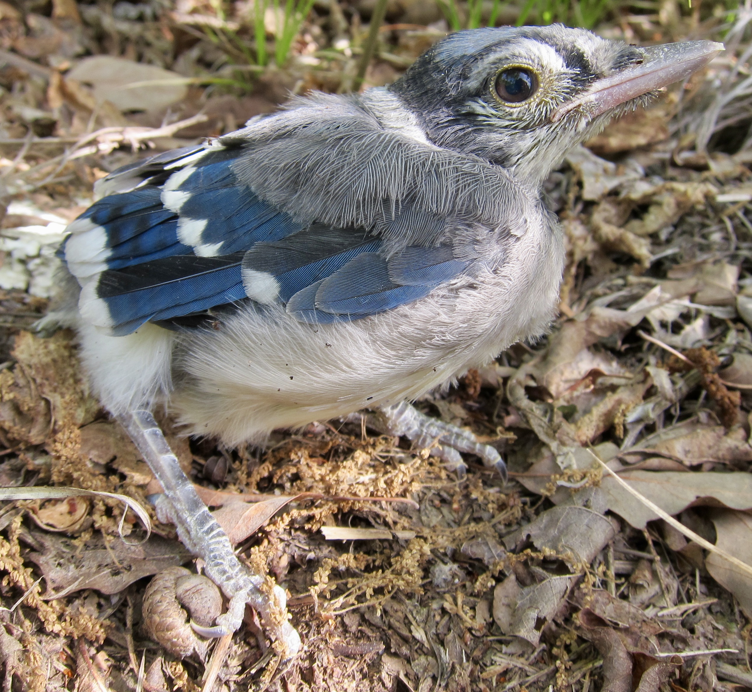 fledgling baby blue jay
