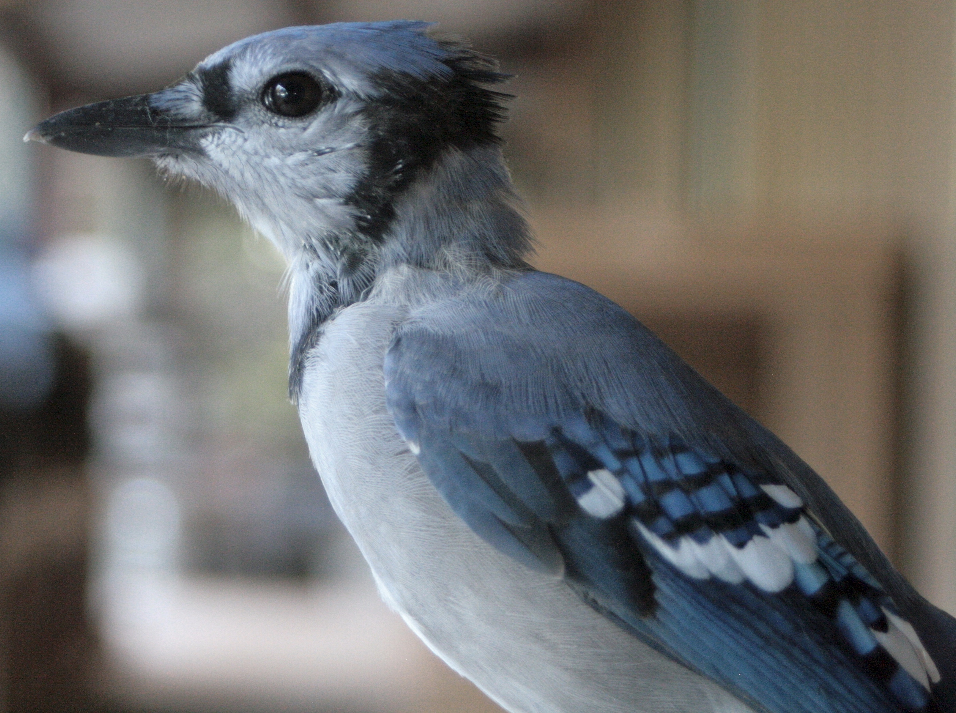 Bird Feature: Blue Jays –