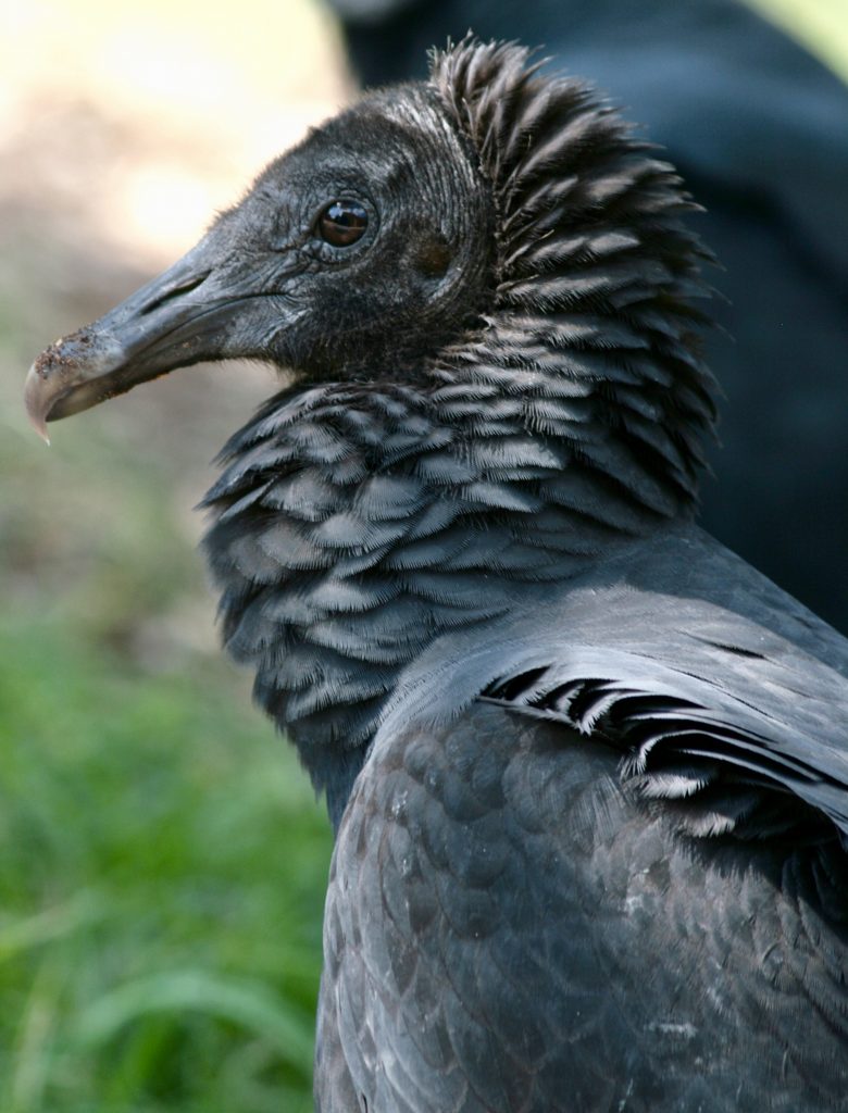 Black Vulture