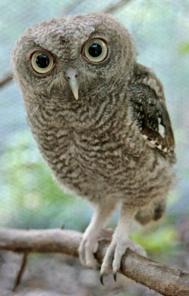 Eastern Screech-Owl