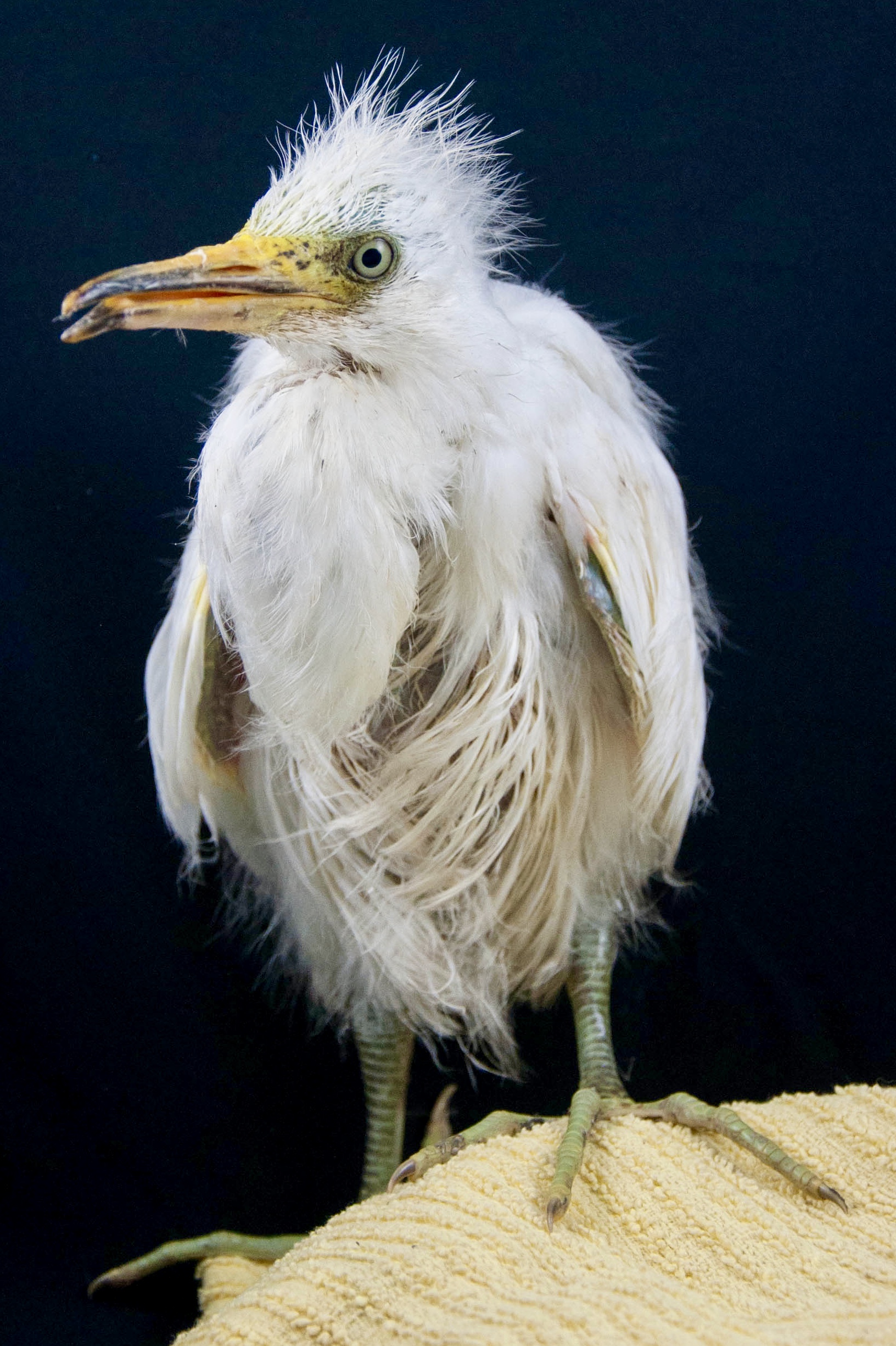 baby egret bird