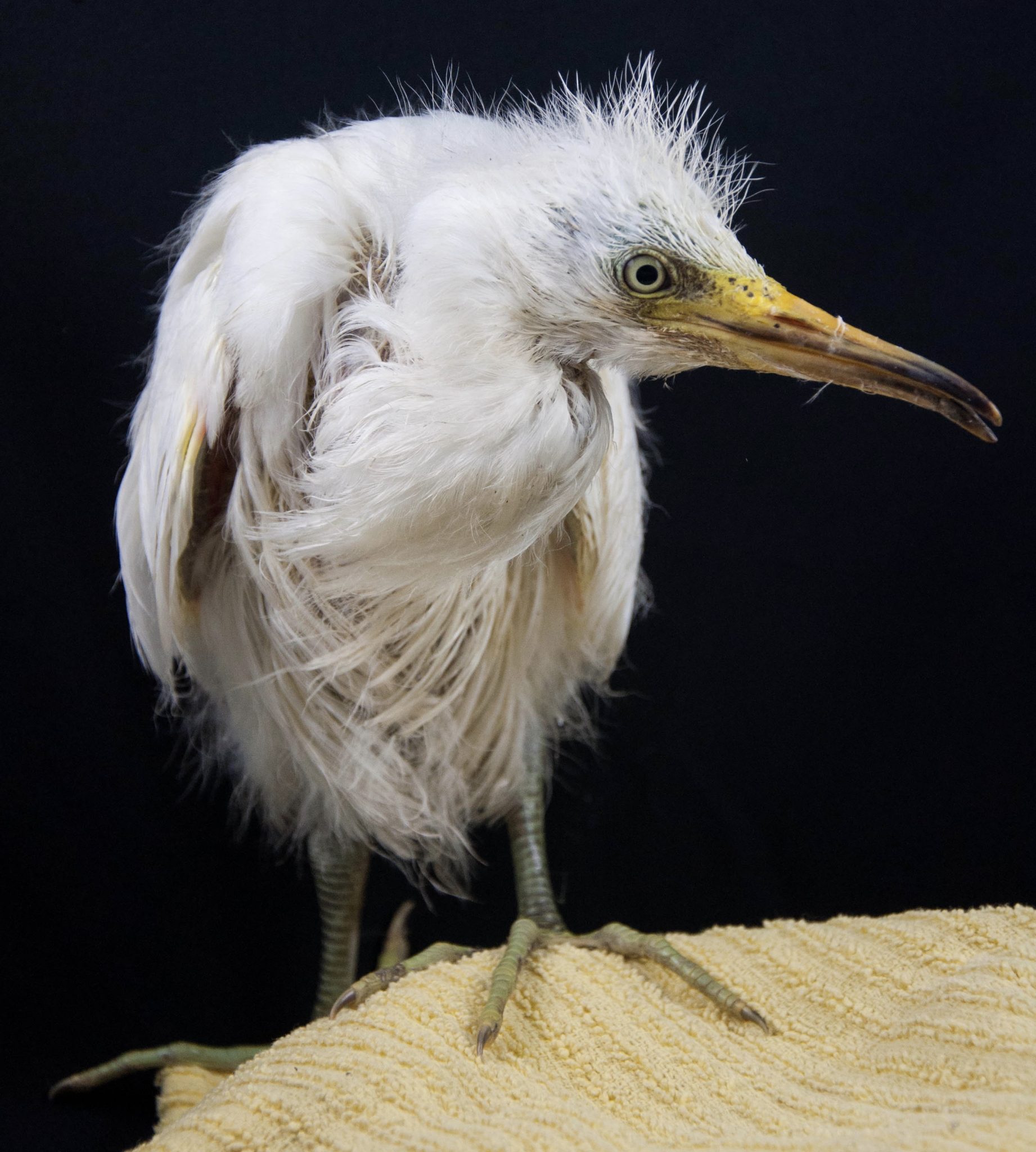 Snowy Egret