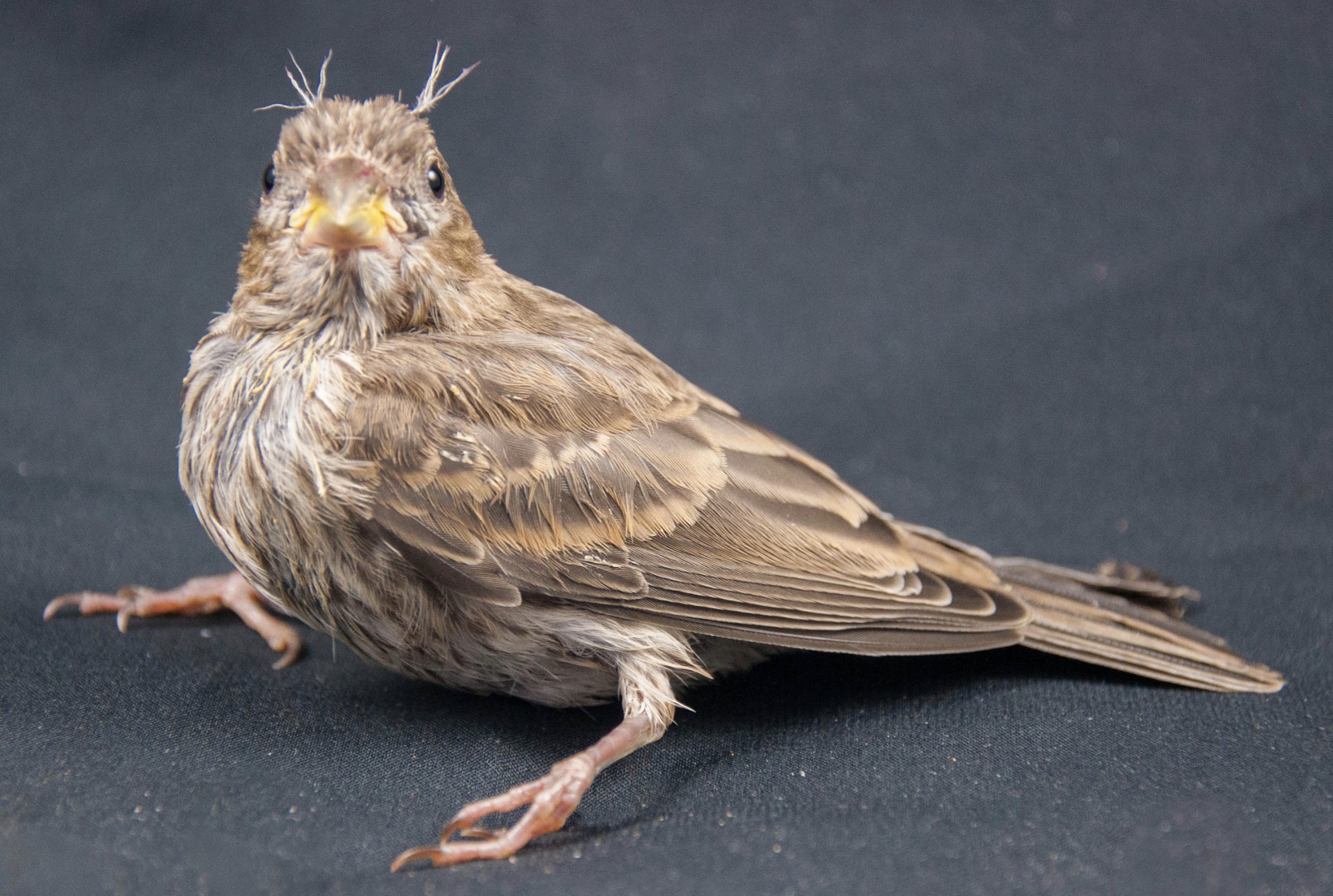 baby house finch care