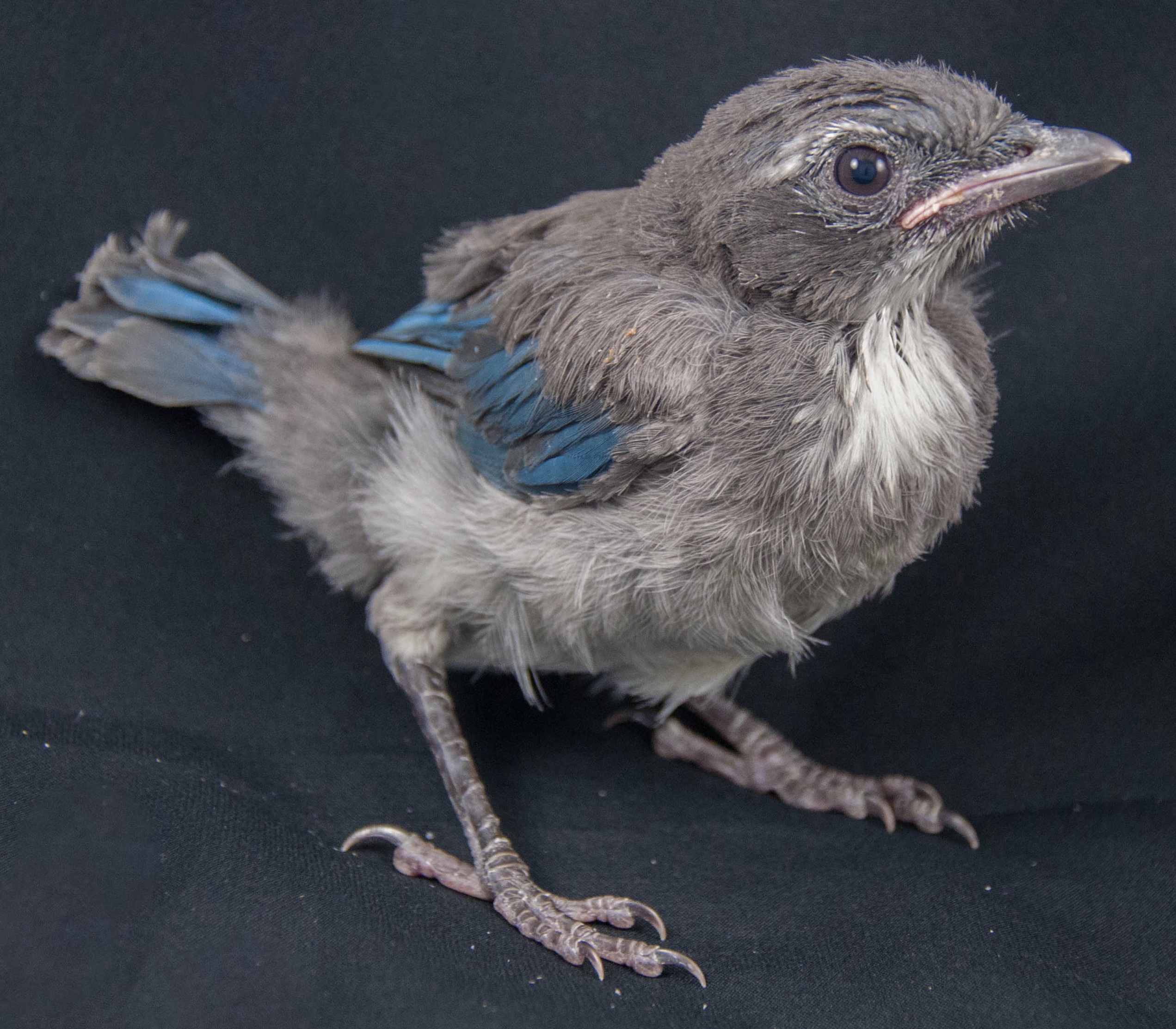 Fledgling western scrub jay