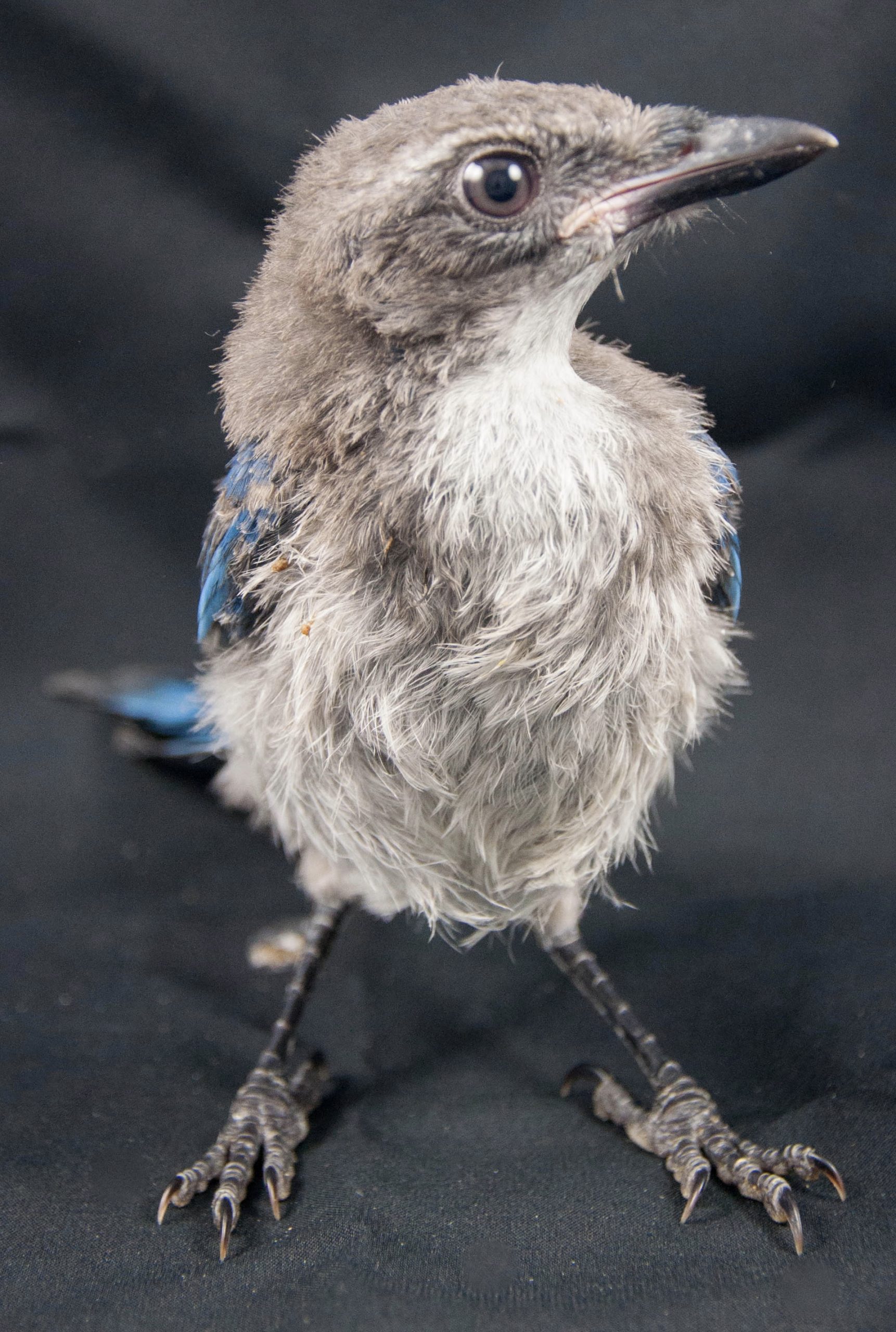 tattoo of a California scrub jay head, face, head,, Stable Diffusion