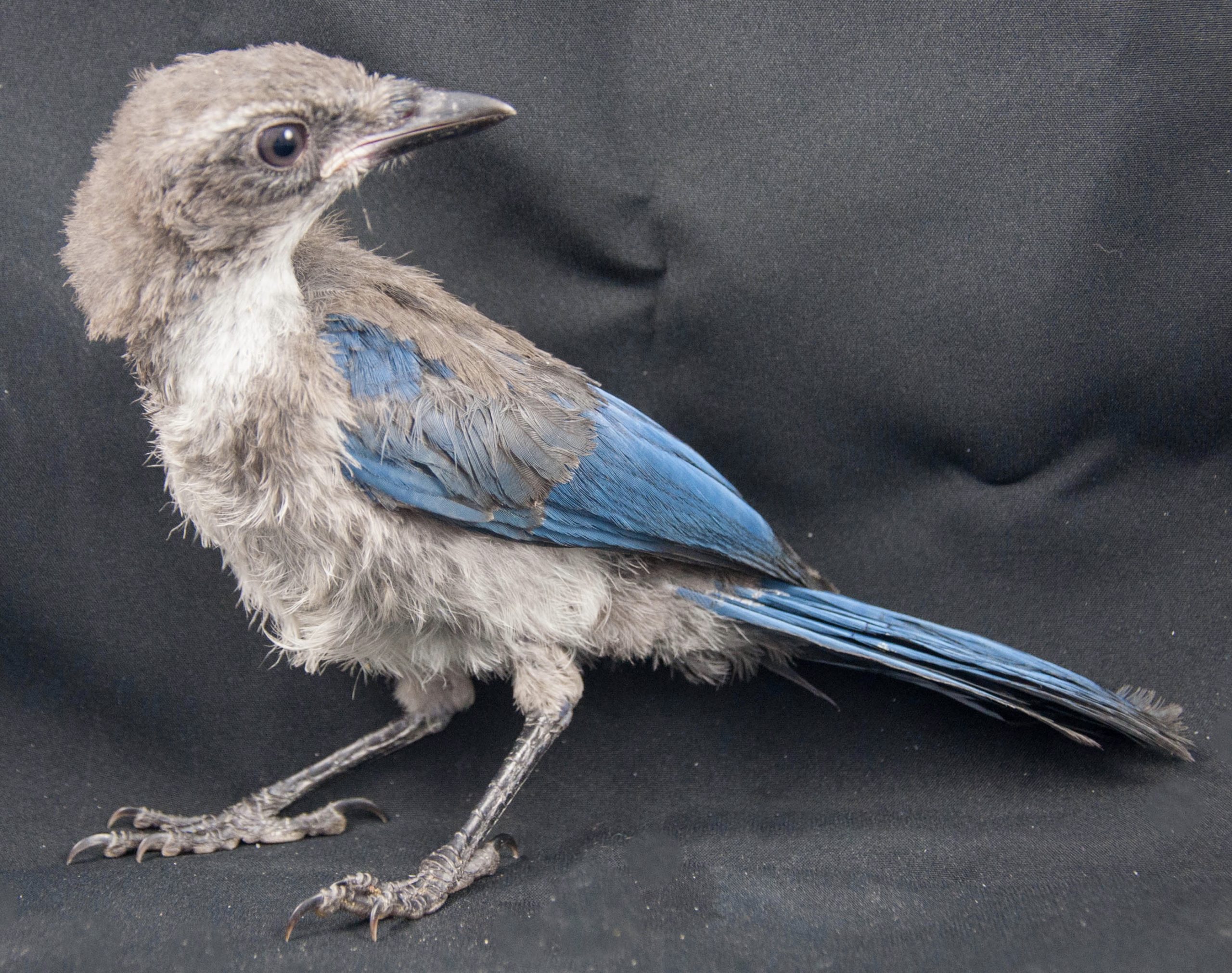 Fledgling western scrub jay