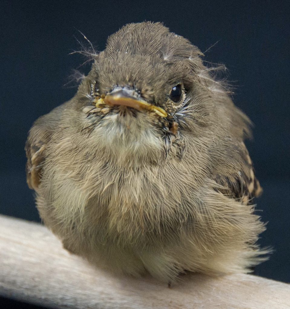 Hutton’s Vireo