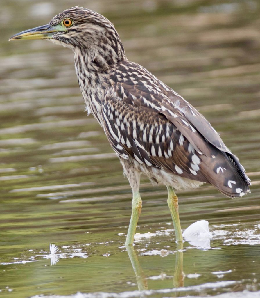 Black Crowned Night Heron