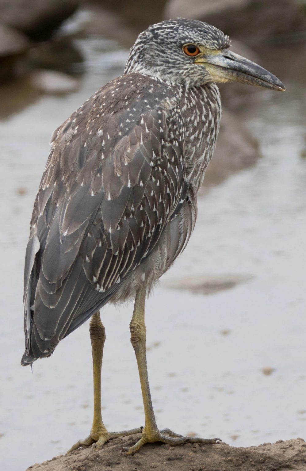 Yellow-crowned Night-Heron