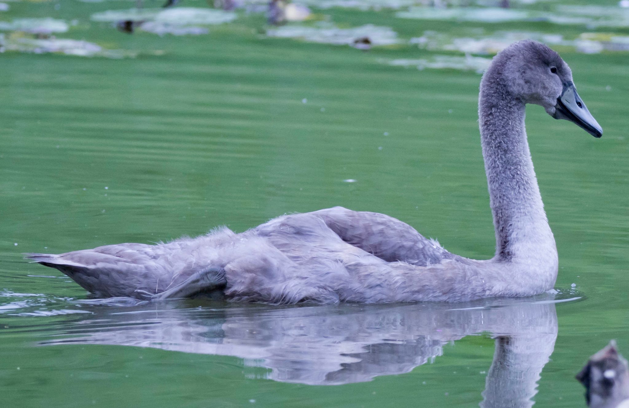 Mute Swan