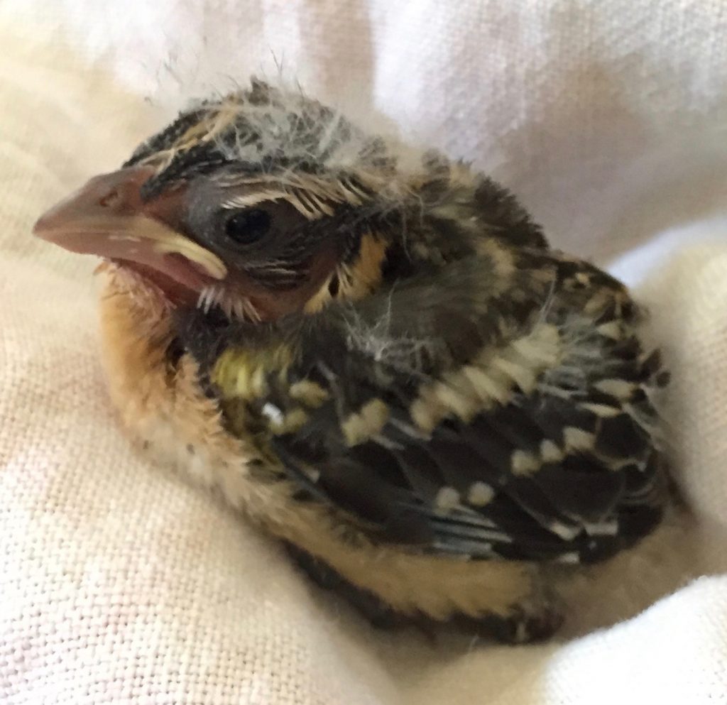 Black-headed Grosbeak