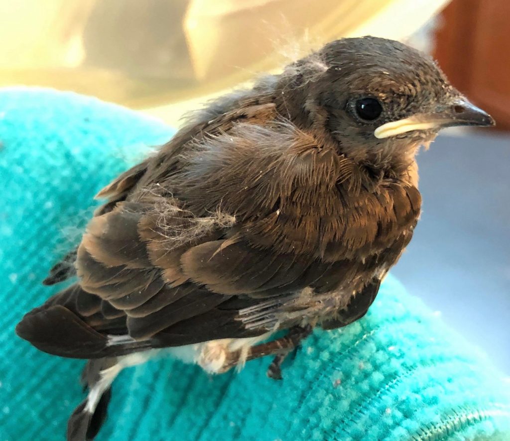 Northern Rough-winged Swallow