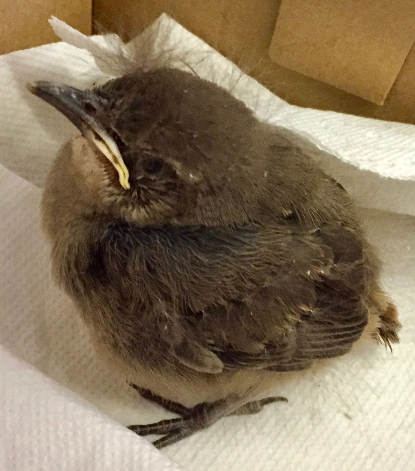 California Thrasher