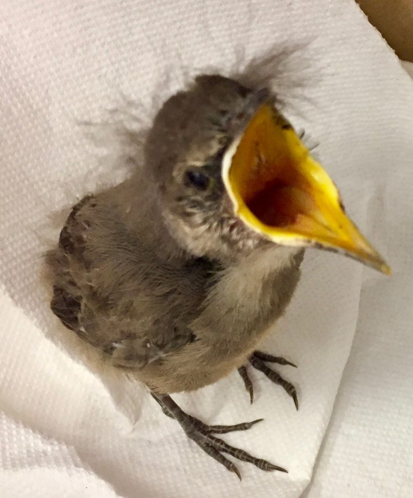 California Thrasher